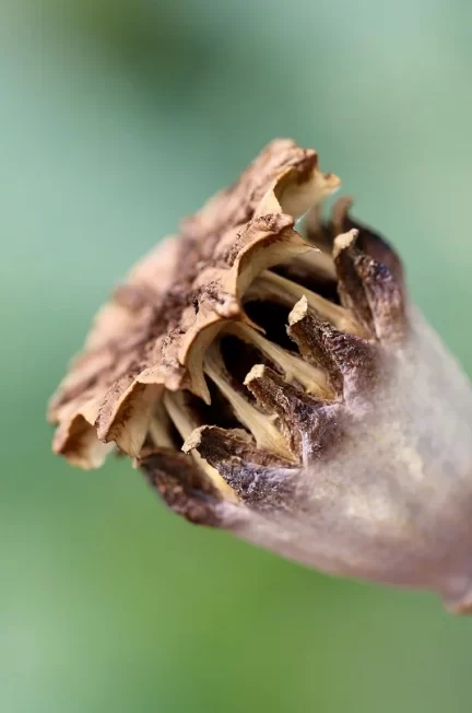 Czystość i oszczędność z kapsułkami do zmywarki FreshClean